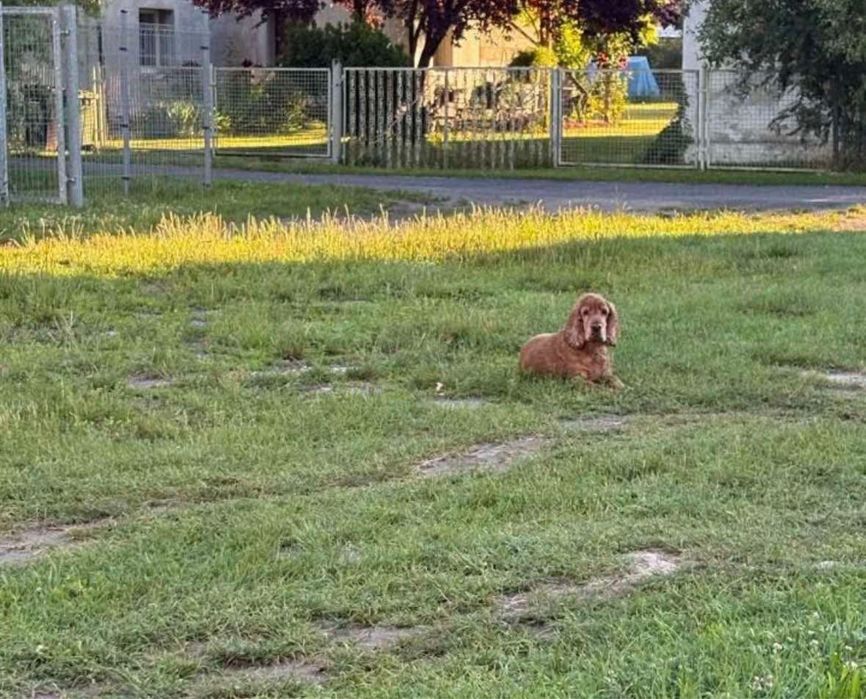 Coker Spaniel znaleziony w Łowęcicach gmina Miękinia
