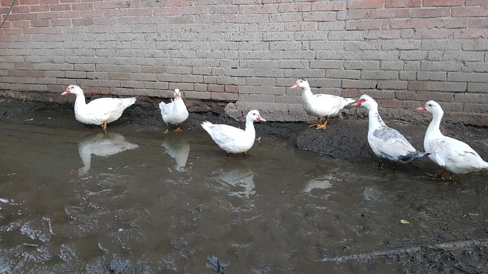 Kaczki fracuskie (piżmowe)