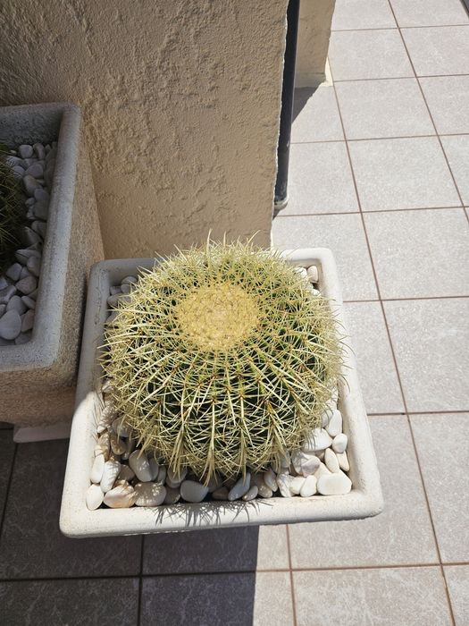 Cactos para Decoração