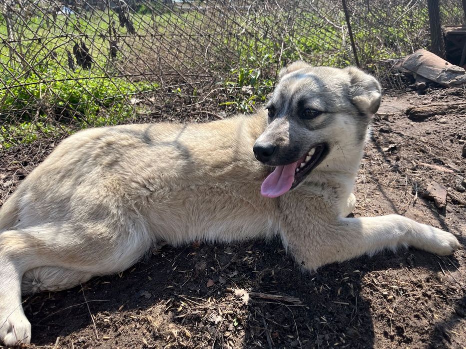 Собака шукає дім