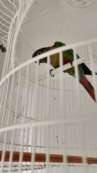 Piriquito Pirrura Macho