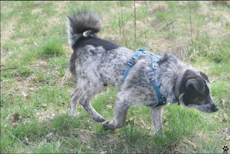 RASTON szuka odpowiedzialnego i doświadczonego opiekuna