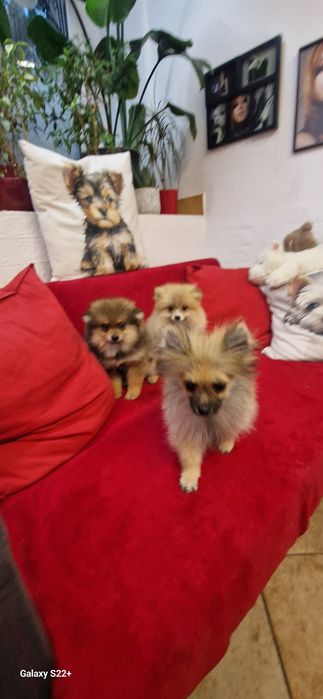 Szpic pomeranian chłopak