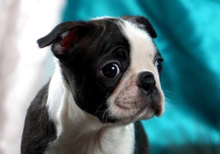 Boston terrier disponível