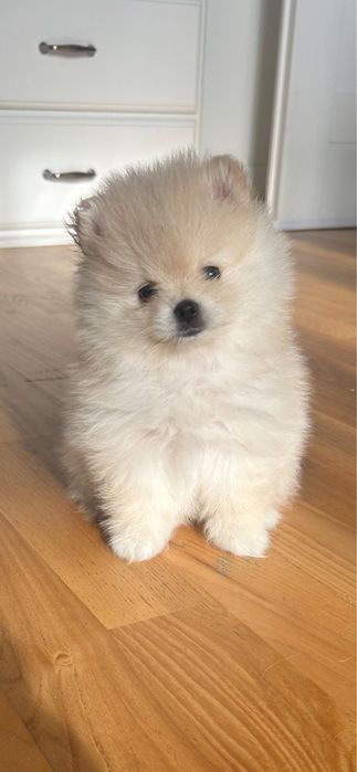 Sprzedam suczke rasy pomeranian