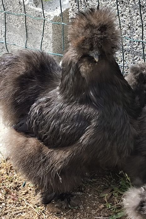 vendo esses dois pintos de Sedosa do Japão
