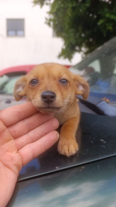 Cão porte pequeno para adoção