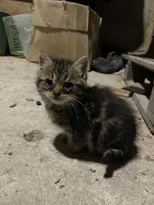 Сирітка шукає господаря