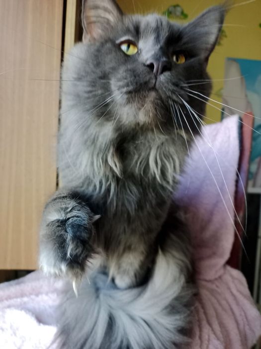 Кіт мейн-кун  2 роки, в'язка