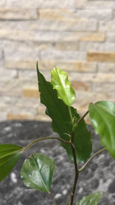 Гібіскус  Купера