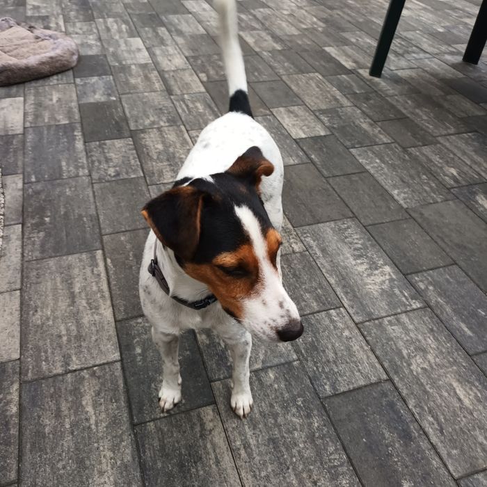 Pies Jack russell terrier