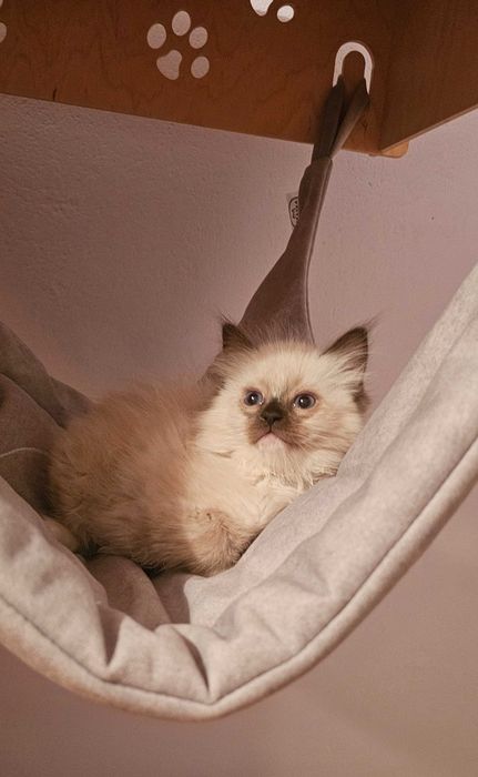 Ragdoll sliczny kocurek seal mitted