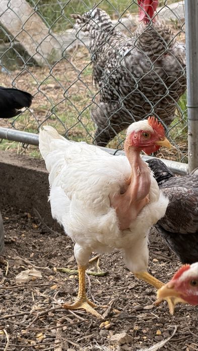 Vendo Pintos de Amarela portuguesa, pedres, branca, leghorn perdiz