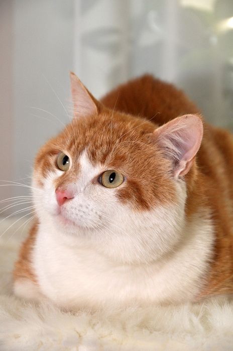 Гарний молоденький котик)