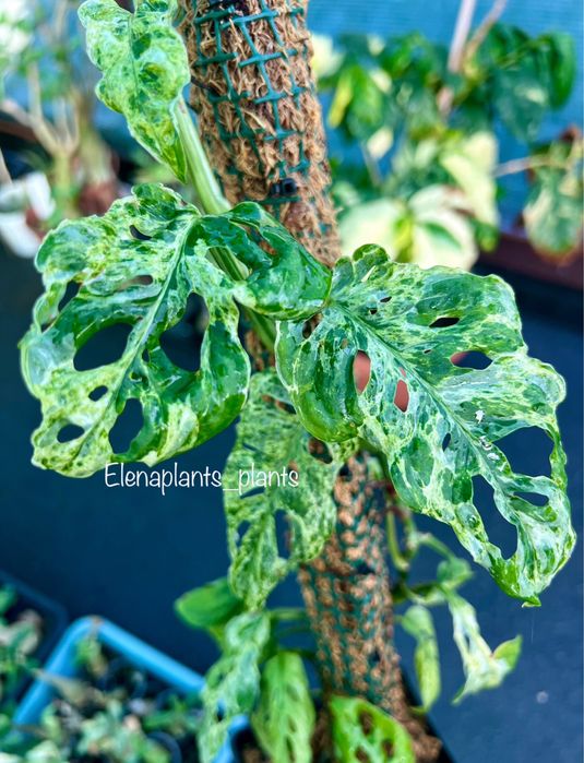 Монстера Full Mint, Peru, Laniata Mint, Frozen