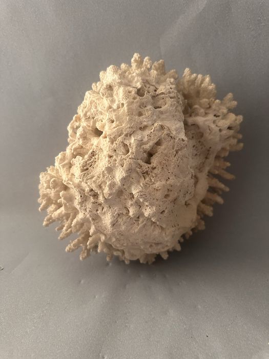 Coral antigo  Acropora Humilis .