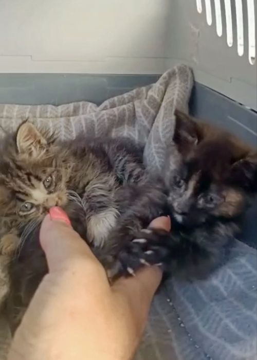 Gatinhas bebés para adoção responsáve