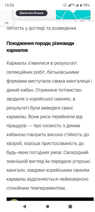 Еко--Ферма  пропонує поросят породи Кармал