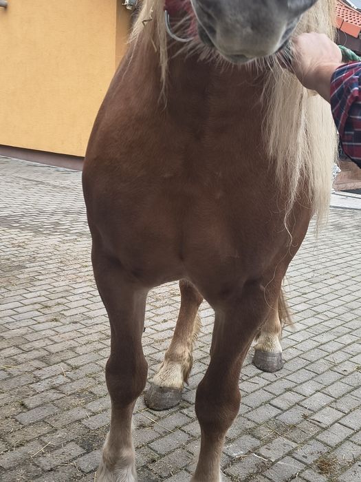 Klacz sztum sprzedam