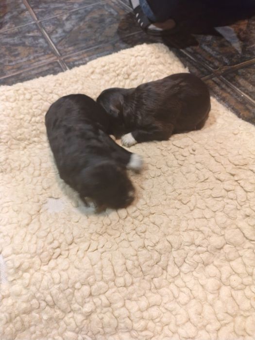 Oddam Szczeniaki po Border Collie