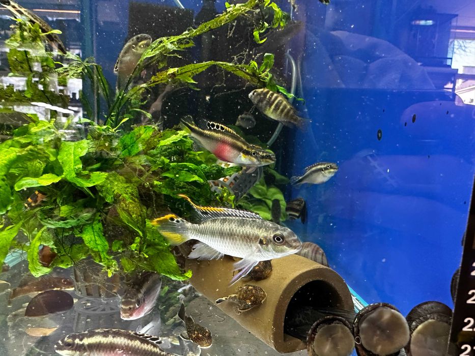 Barwniak szmaragdowy/ barwniak czerwonobrzuchy