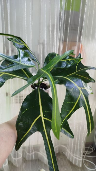 Золотий тризубець кротон колекц.