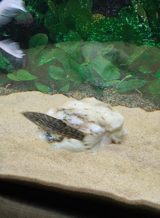 Vendo ou troco peixes