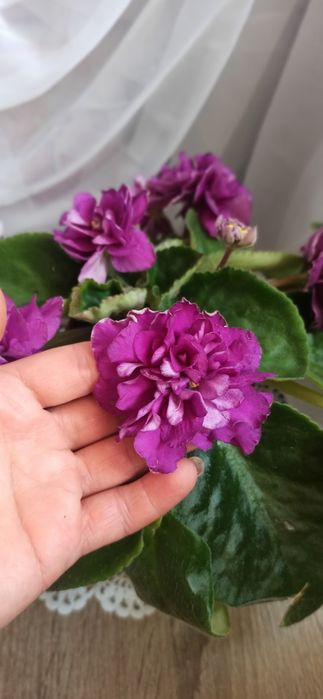 Сенполии , фиалки