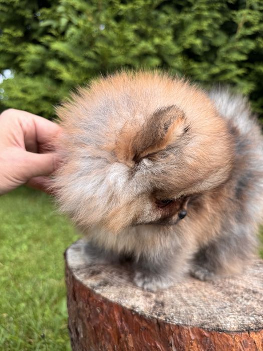 Maleńki TIRAMISU pies piesek szczenię szpic miniaturowy pomeranian fci zkwp orange