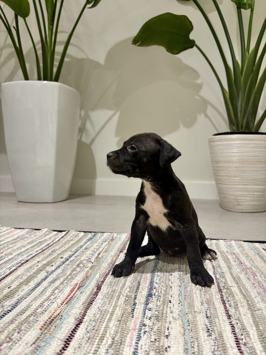 Amstaff Suczka Czarna