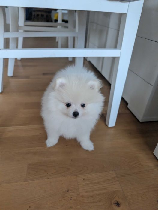 Szpic Miniaturowy, Pomeranian