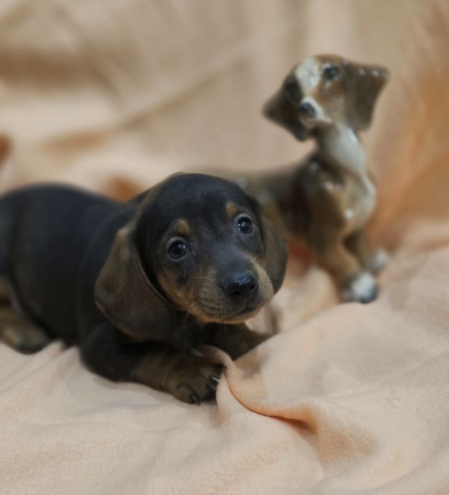 Dachshund Teckel