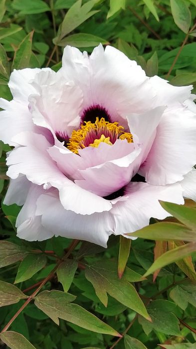 Піон деревовидний