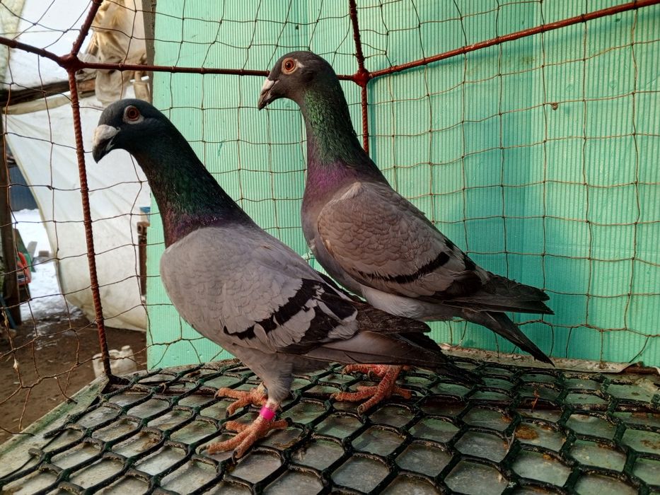 Rzeszowskie Rzeszowski Para Gołębie ozdobne