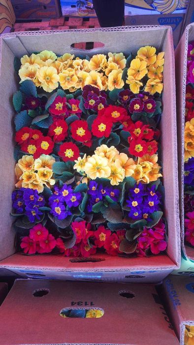 газанія, обріета, маргаритка, квіти оптом, доставка Київ\Троєщина