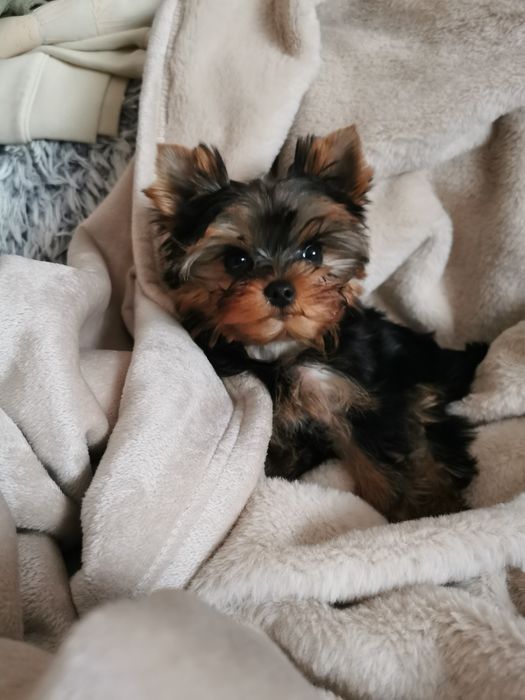 Yorkshire terrier piesek szczeniak