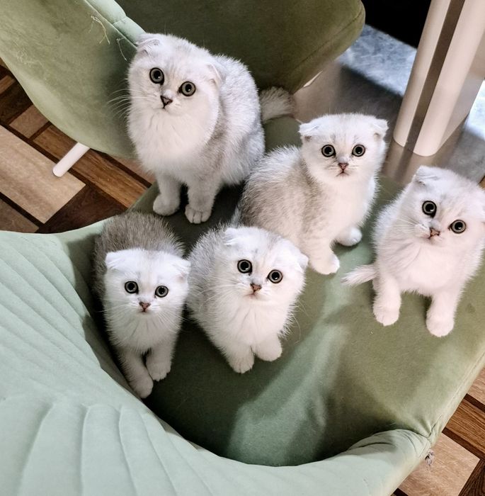 Шотландські кошенята шотландский котёнок шиншилла шиншила