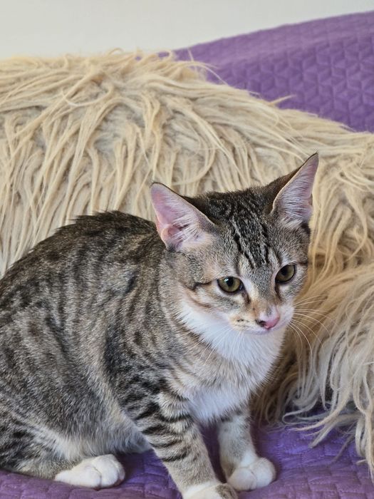 Nestor. Para adopção!