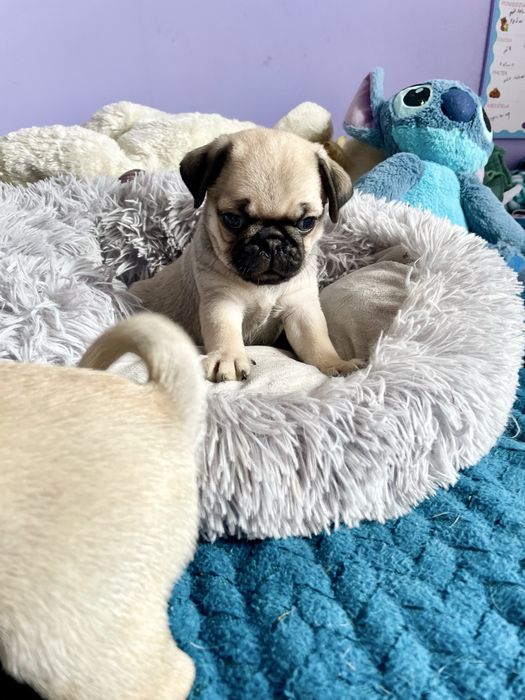 Mops samiec śliczny beżowy