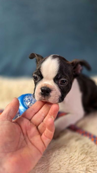 Boston terrier  zapowiedź miotu