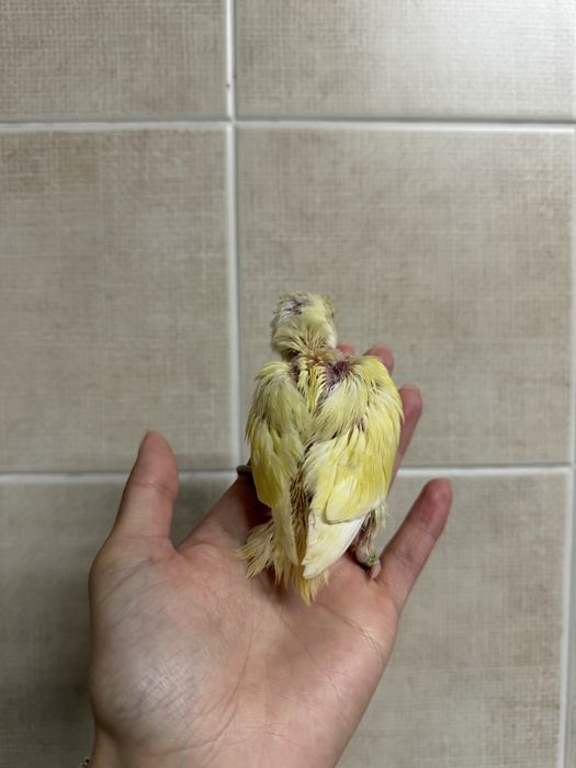 Agapornis domesticados