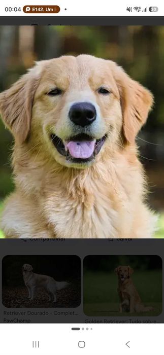 Retratos Personalizados de Animais Pintados à Mão | PAWS Studio