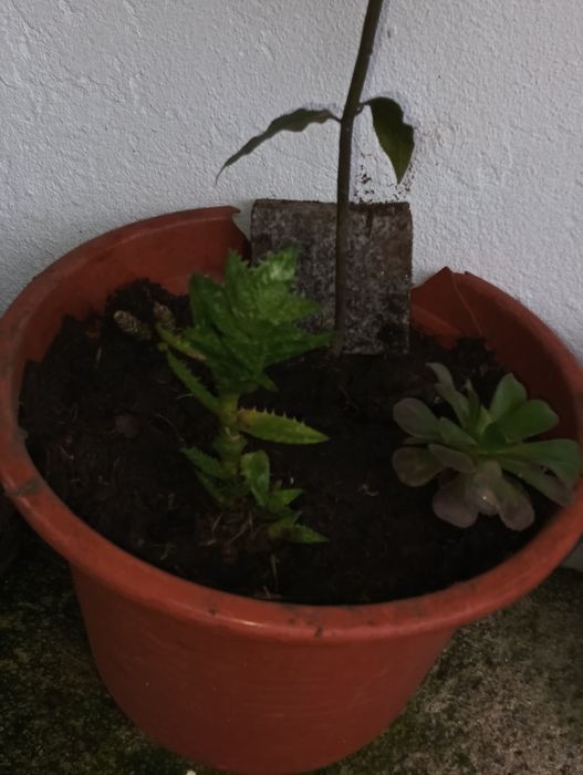 Catos de várias qualidades e vários preço