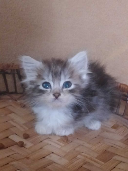 Сибірські кошенята