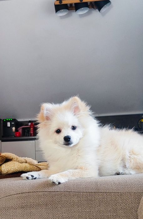 Продам померанський шпіц