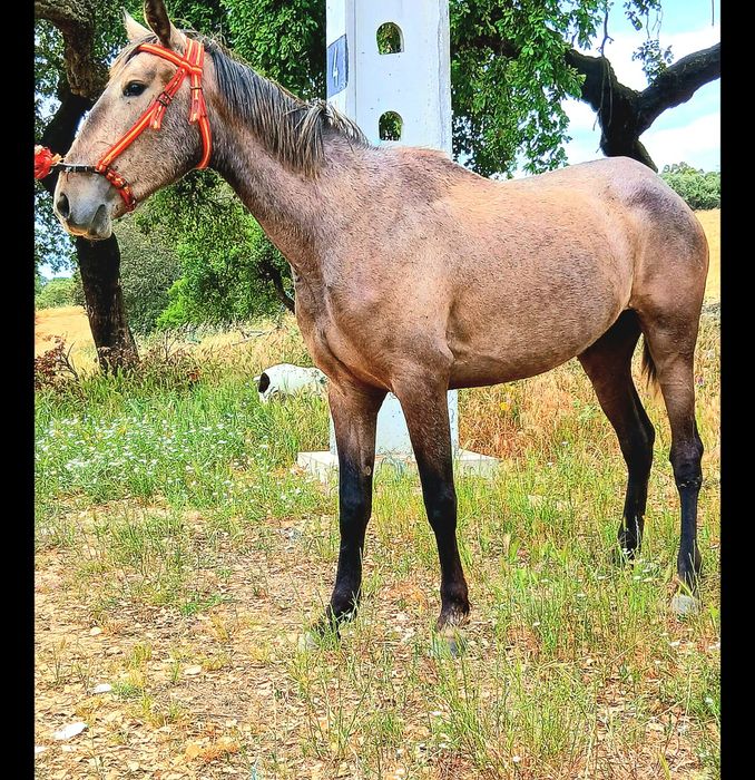 Poldra lusitana..