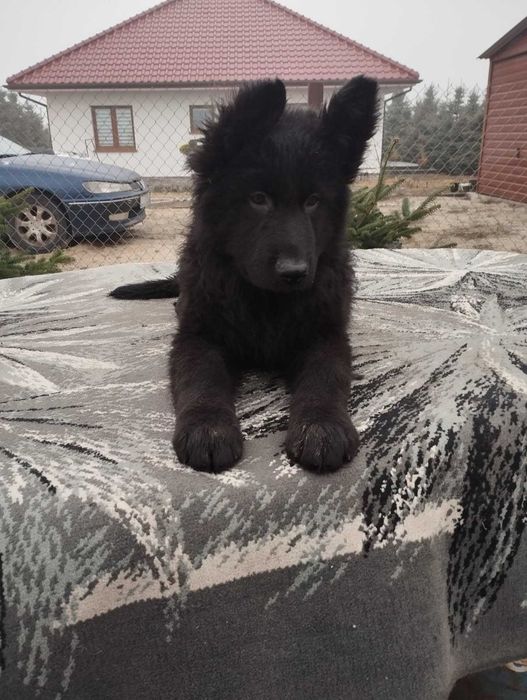 Owczarek niemiecki szczeniak