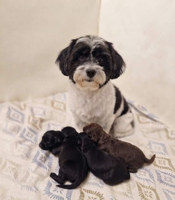 Yorkipoo małe ślicznoty