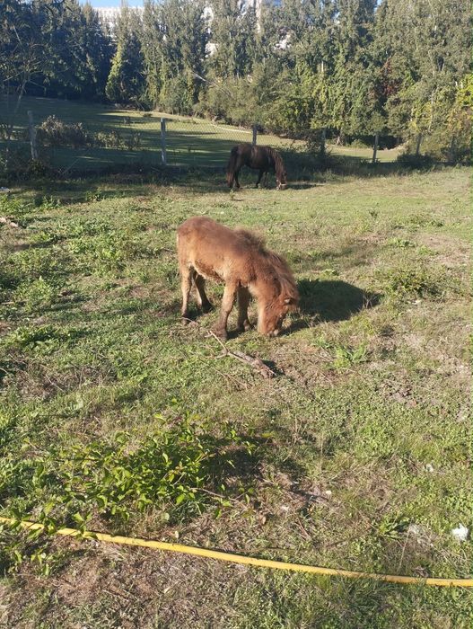 Ponéi Macho 5 meses