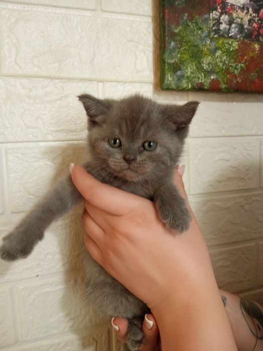 Шотландські кошенята